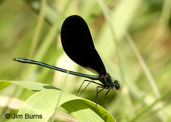 Ebony Jewelwing male, Augusta Co., VA, June 2017