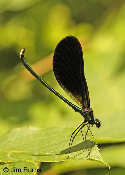 Ebony Jewelwing male, Caledonia Co., VT, July 2014