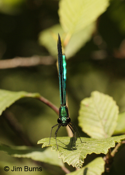 Ebony Jewelwing male straight on, Jasper Co., TX, April 2013