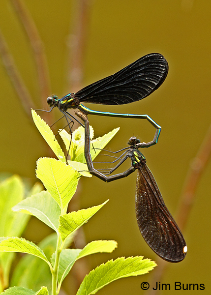 Ebony Jewelwing pair in wheel, Penobscot Co., ME, July 2014