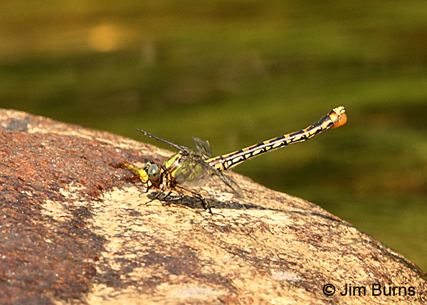 Edmund's Snaketail female with egg sac, Rabun Co., GA, May 2017