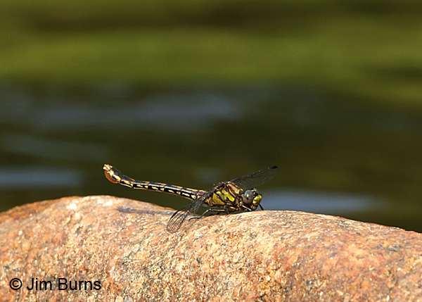 Edmund's Snaketail female with egg sac, Oconee Co., SC, May 2017