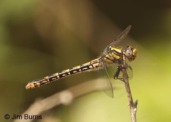 Edmund's Snaketail immature female, Oconee Co., SC, May 2014