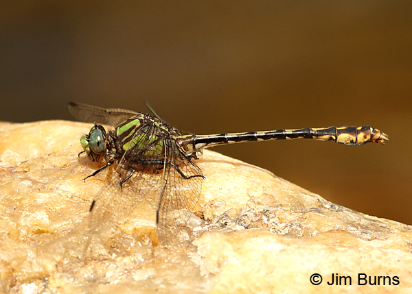 Edmund's Snaketail male, Oconee Co., SC, May 2017