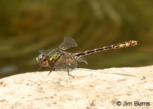 Edmund's Snaketail male, Rabun Co., GA, May 2017