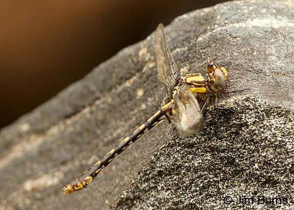 Edmund's Snaketail teneral male, Oconee Co., SC, May 2014