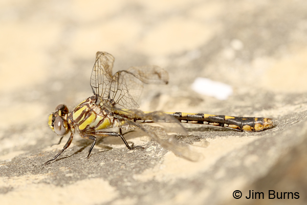 Edmund's Snaketail teneral female, Oconee Co., SC, May 2014