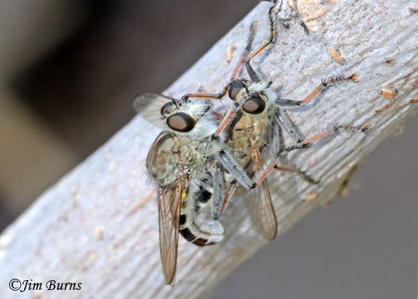 Efferia albibarbis pair mating, Arizona--2203