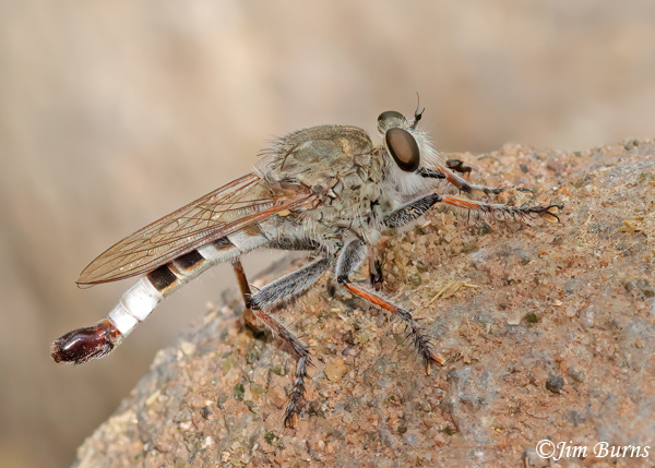 Efferia albibarbis, Arizona--9215