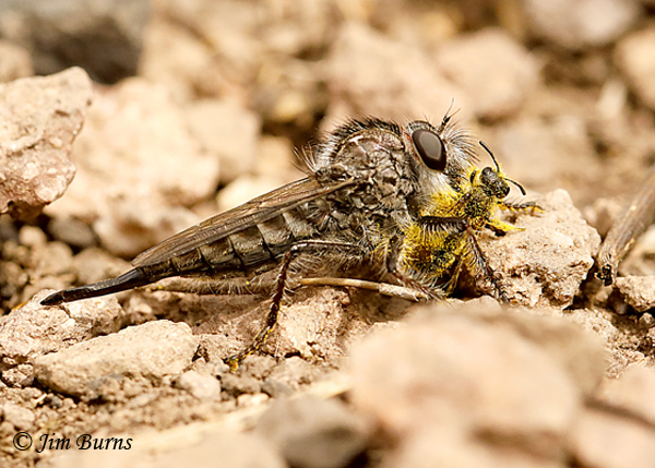 Efferia jubata female with bee, Arizona--1572