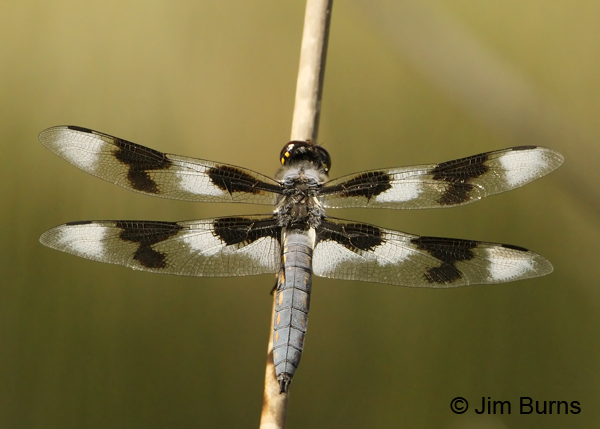 Eight-spotted Skimmer female, Apache Co., AZ, June 2012