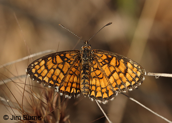 Elada Checkerspot, Arizona