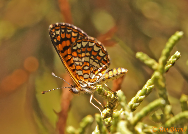 Elada Checkerspot underwing, Arizona--0748