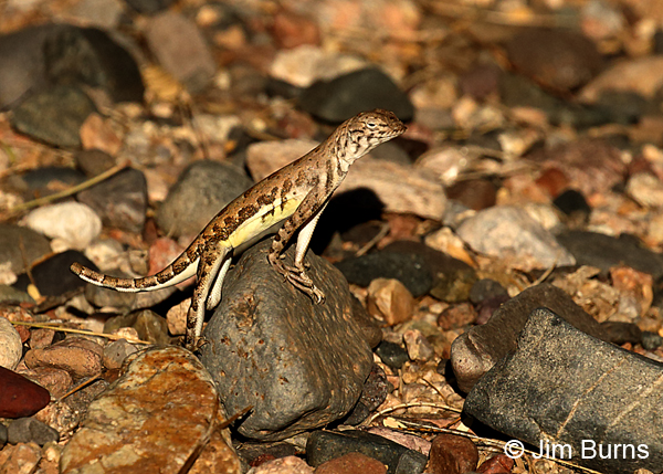 Elegant Earless Lizard female
