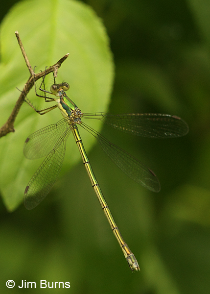 Elegant Spreadwing female, Washington Co., MN, June 2014