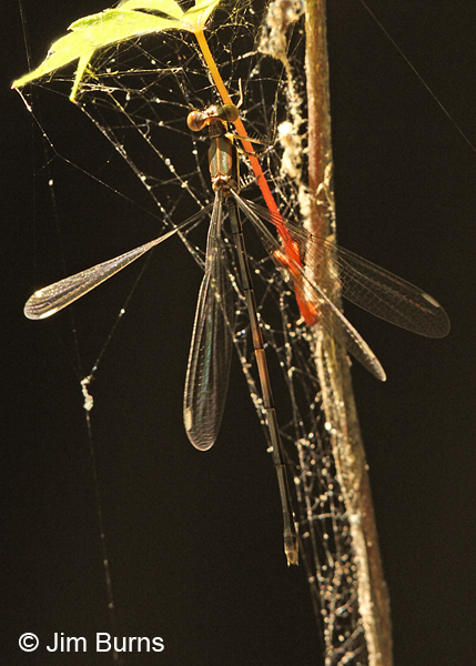 Elegant Spreadwing immature female dorsal view, Chesterfield Co., SC, May 2014