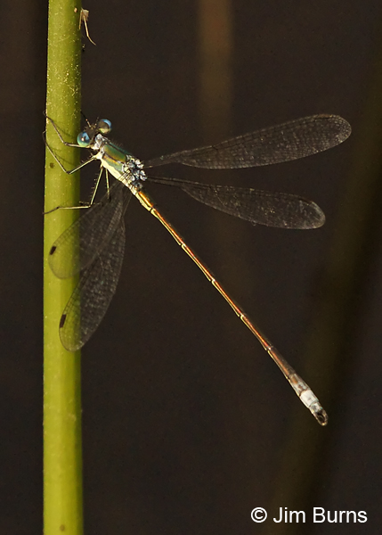 Elegant Spreadwing male #2, Rockingham Co., NH, June 2014
