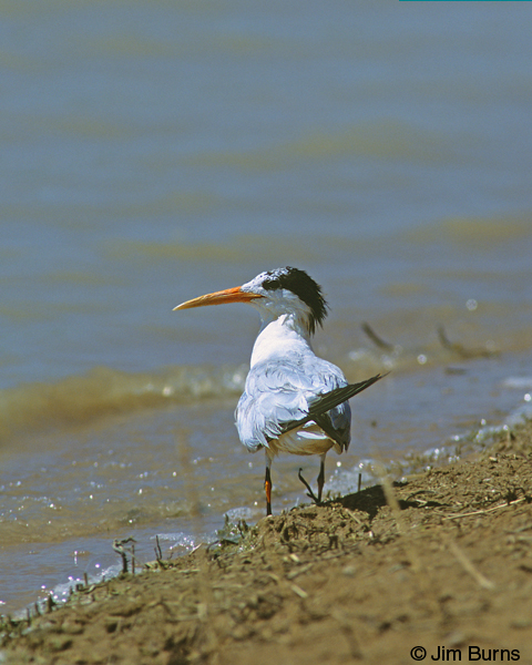 Elegant Tern adult nonbreeding