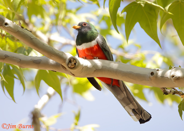 Elegant Trogon male in Sycamore habitat--2718