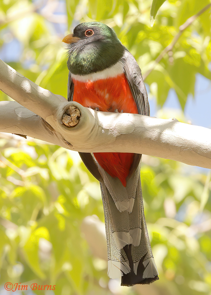Elegant Trogon on Sycamore branch--2790