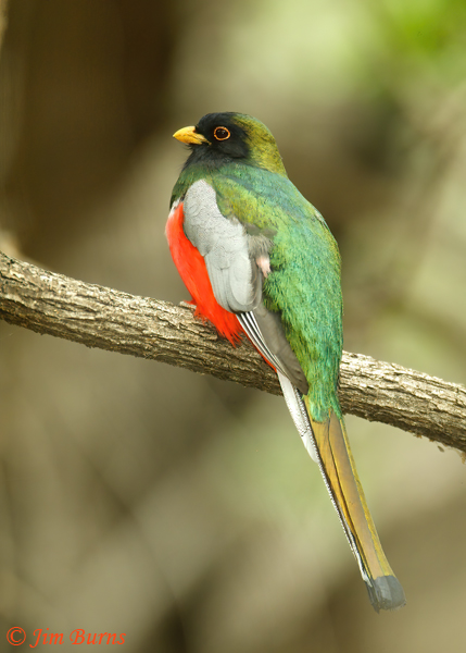 Elegant Trogon male--4192