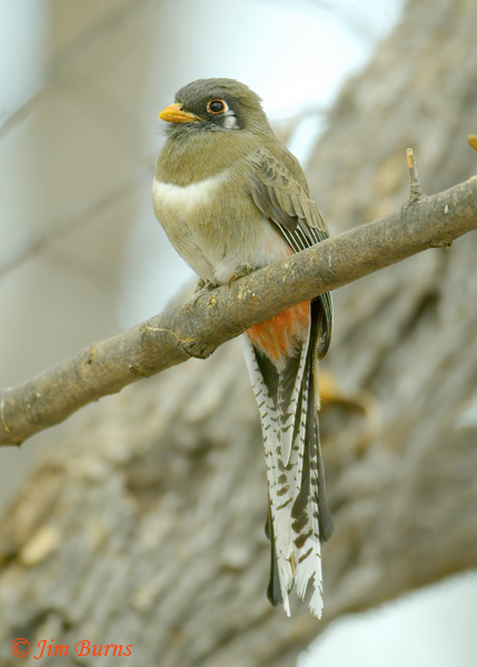 Elegant Trogon female--5108