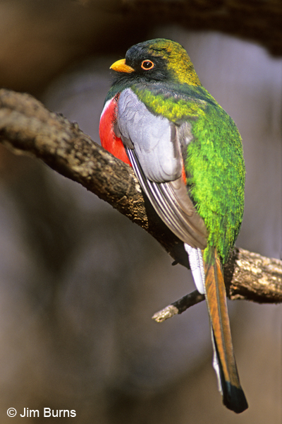 Elegant Trogon male dorsal