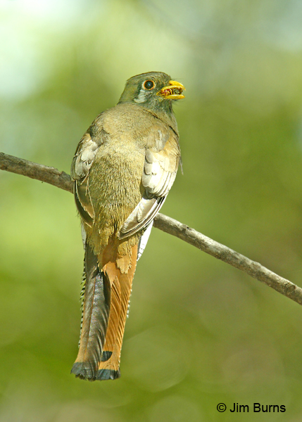 Elegant Trogon female with catepillar