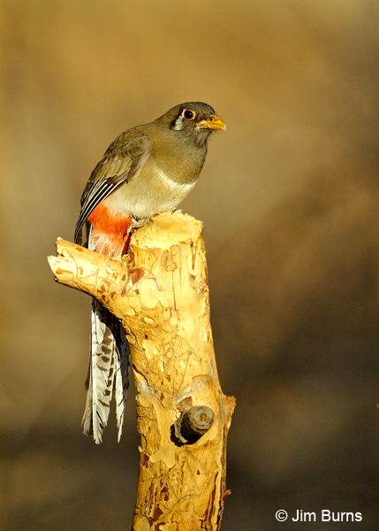 Elegant Trogon female 