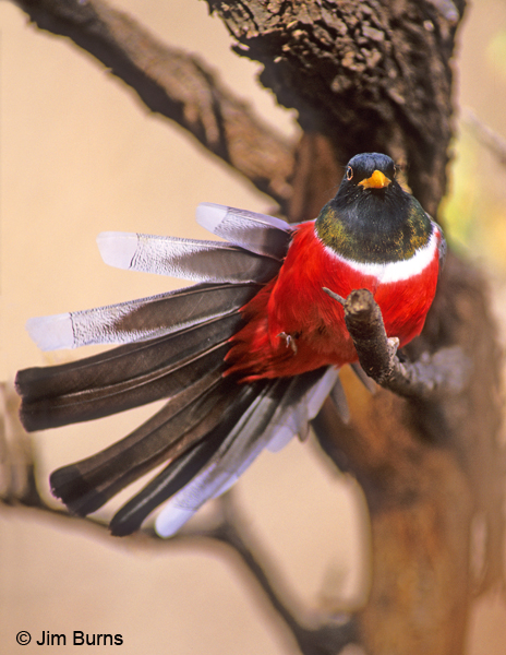 Elegant Trogon male stretching