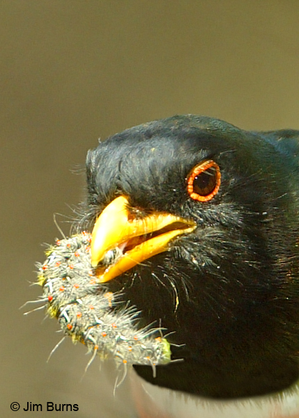 Elegant Trogon male with caterpillar