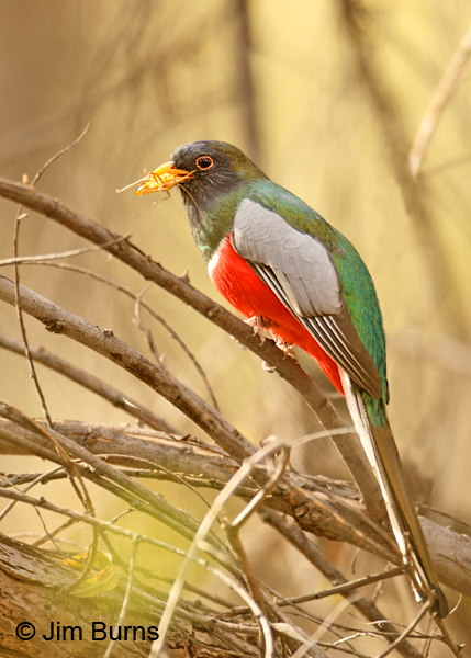 Elegant Trogon male with grasshopper