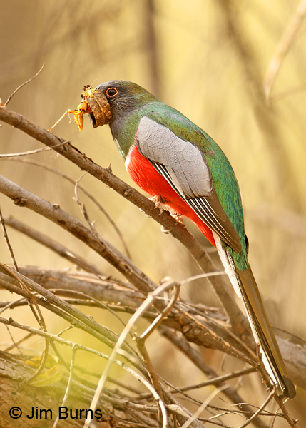 Elegant Trogon male with grasshopper in willow leaf burrito
