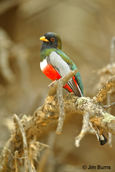 Elegant Trogon male on branch