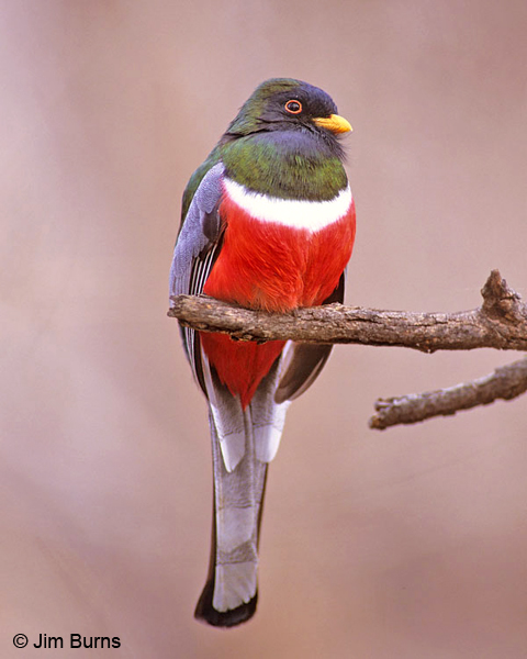 Elegant Trogon male