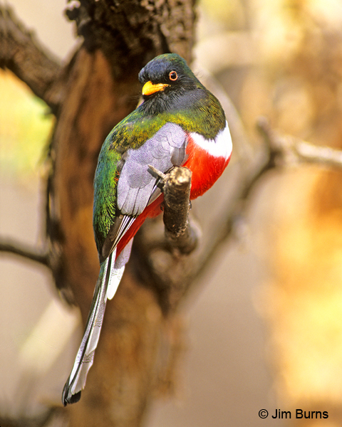 Elegant Trogon male