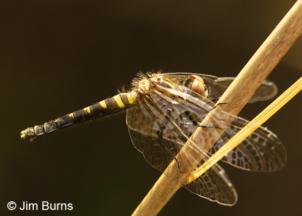Elfin Skimer female with pollen, Chesterfield Co., SC, May 2014