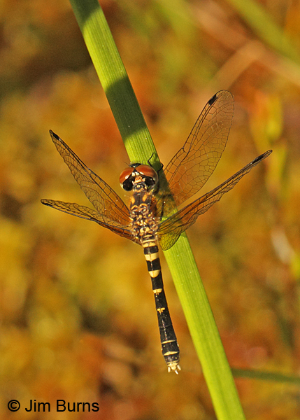 Elfin Skimmer female, Oneida Co., WI, June 2014