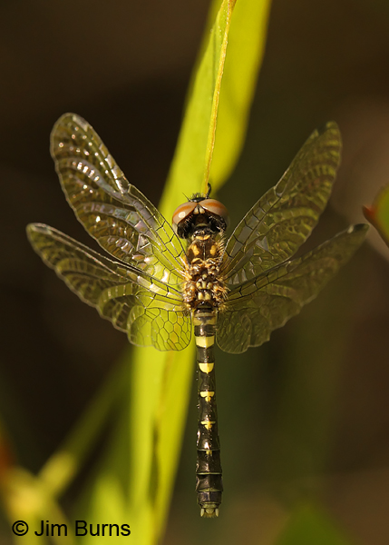 Elfin Skimmer female dorsal view, Chesterfield Co., SC, May 2014