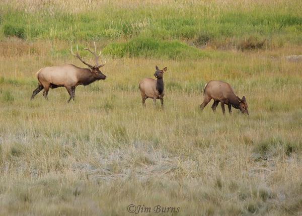 Elk bull herding cows--1142