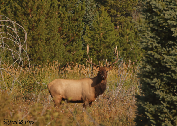 Elk bull portrait--1209