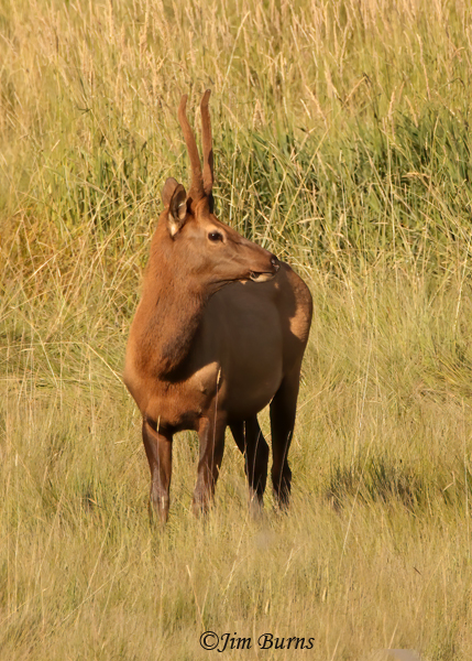 Elk spike bull--1217