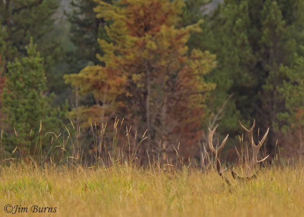 Elk, antlers and oats #2--1769