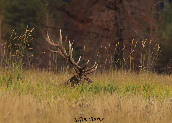 Elk bull bedded down in meadow grass--1784