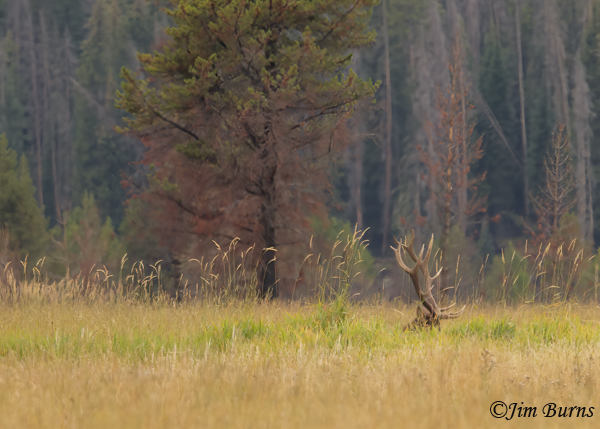 Elk, antlers and oats--1866