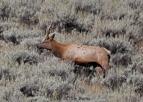 Elk bull in sagebrush--3801