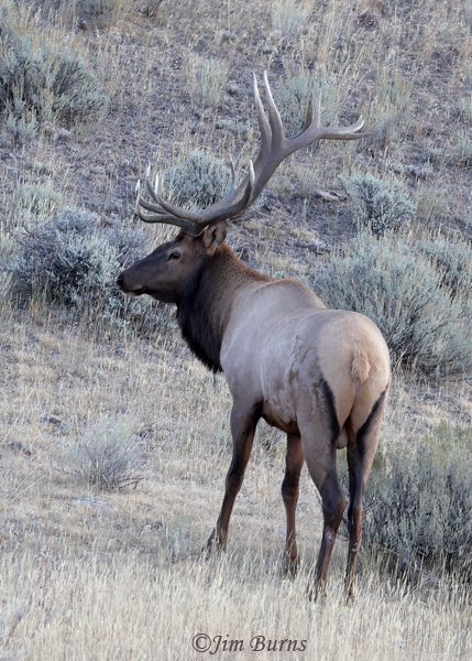 Elk bull vertical--3860