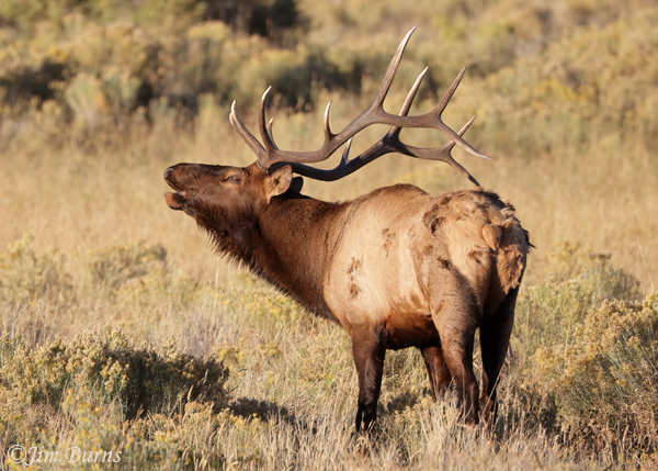 Elk bull coming into winter coat--5235