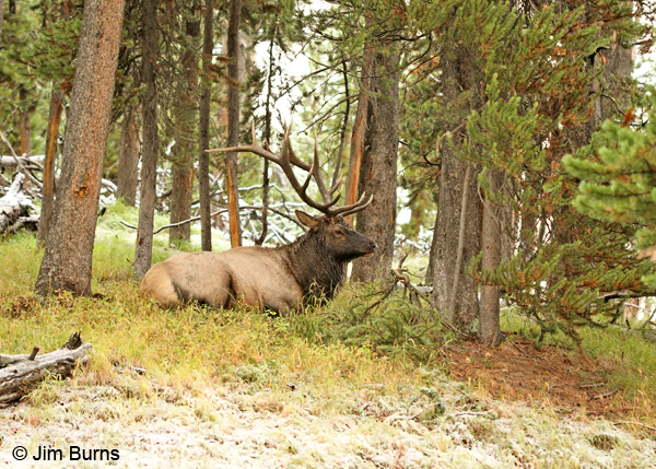 Elk bull at rest