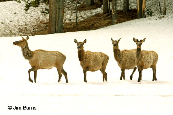 Elk cows in snow